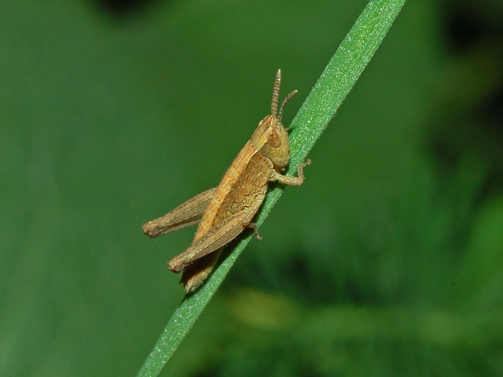 Una cavalletta con le scaglie: neanide di Acrididae